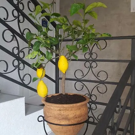 Jelena - Sobe 4* Kragujevac